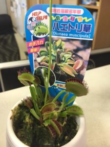 はえとり