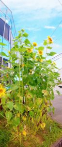 PICNIC_20200716_122526885