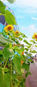 PICNIC_20200716_122539147