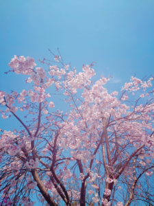 21-03-25-12-13-30-295_deco