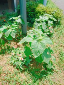 21-07-15-12-14-22-533_photo