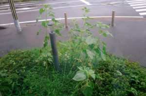 21-08-14-15-18-52-356_deco