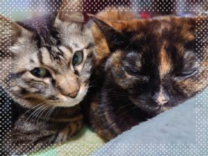 22-02-20-12-25-29-602_deco