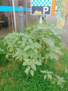 22-08-20-11-15-51-000_photo