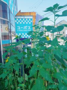 MicrosoftTeams-image