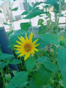 MicrosoftTeams-image2