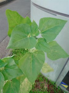 ba7a99ac-aede-4b75-aa39-701210838914