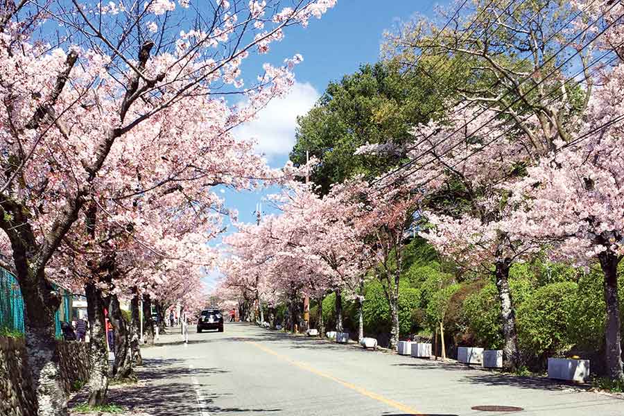 satsukiyama_sakura-1 - コピー