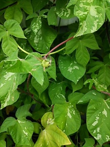 種