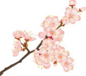 s-sakura005