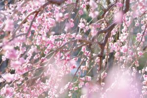 penfanbaienAPP99355_TP_V