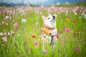 After mistreatment Nana was taken to a shelter where she found a caring owner to look after her. Shiba-ken in the wild flowers