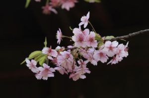 IMG_8295