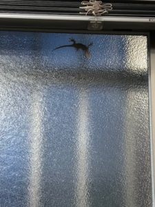 IMG_1861
