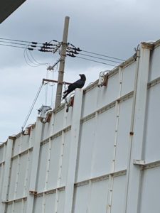 IMG_3181