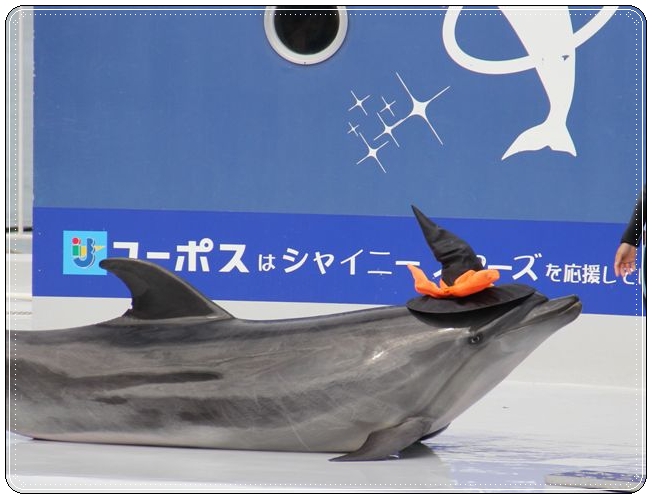 魔法使いイルカ